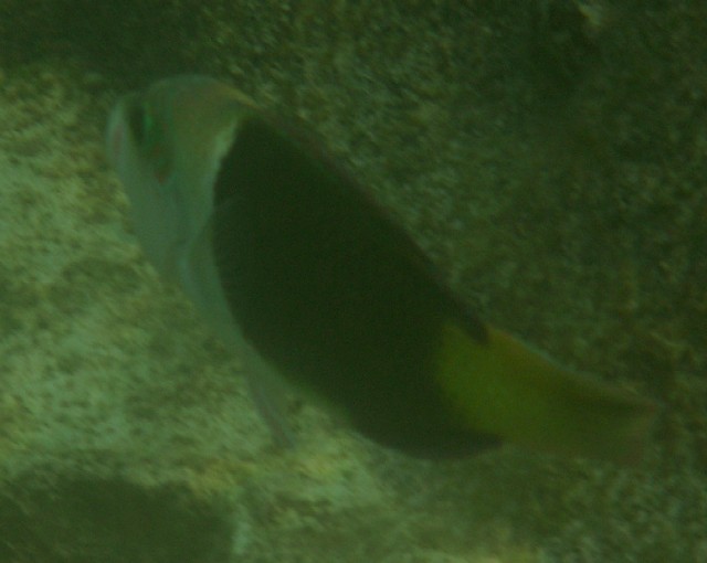 Hemigymnus melapterus JUV 00270.JPG